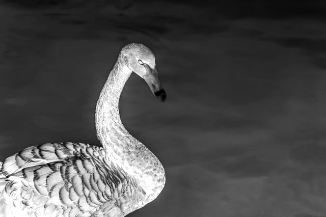 Black Swans In Risk Myth Reality And Bad Metaphors